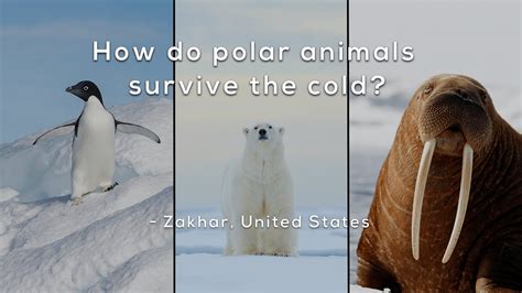Can Animals Survive In The Cold? Top 6 Best Answers - Ecurrencythailand.com