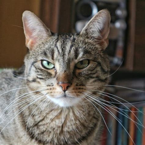 Premium Photo Close Up Portrait Of Tabby Cat