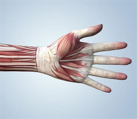 Muscular System Of A Hand Photograph By Roger Harris Pixels