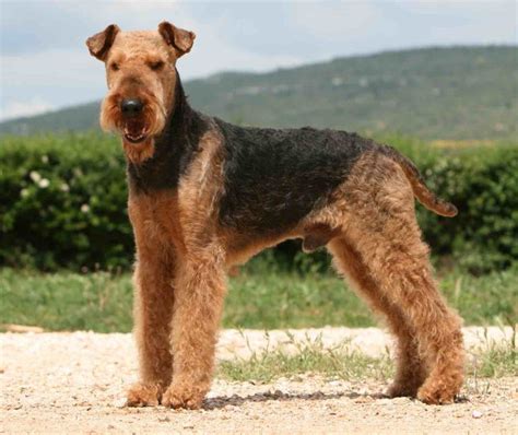 Airedale Terrier Info Size Temperament Lifespan And Pictures