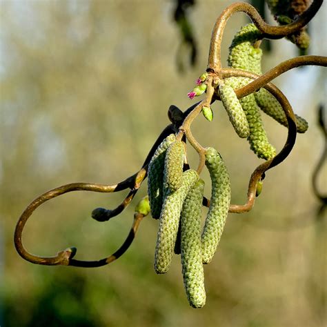 Corylus Avellana Medusa Noisetier Nain Et Tortueux Florif Re