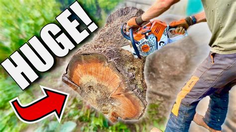 Taglio Alberi Enormi Con Motosega Stihl I Youtube