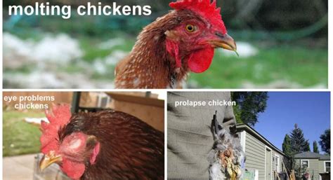 Most Common Chicken Diseases & Symptoms! — Types of Chicken