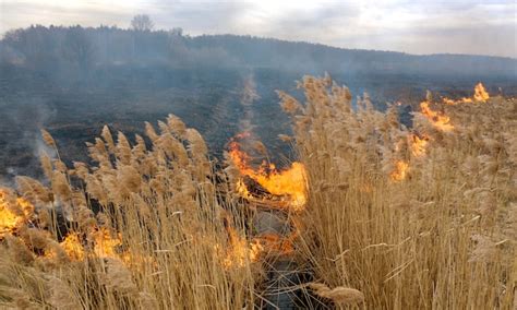 Quema De Pasto Seco Cerca Del Bosque Una Catástrofe Ecológica Con Emisiones Nocivas A La