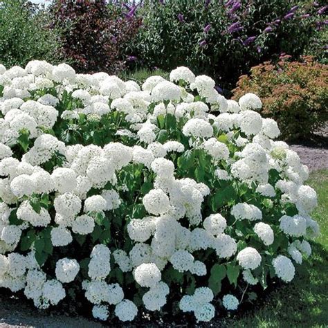 Hydrangea Annabelle Annabelle Hydrangea Garden Shrubs Flower Garden