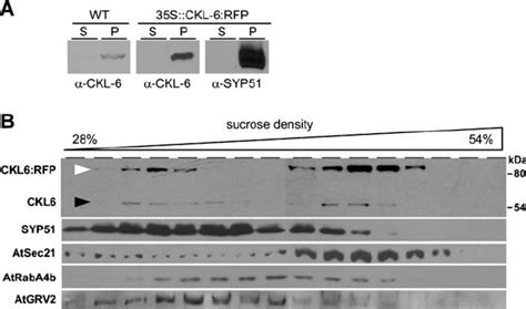 CKL6 Localizes To Late Endosomal Compartments A Immunoblotting