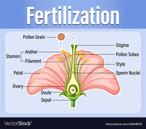 Diagram of pollination flowering plants Royalty Free Vector