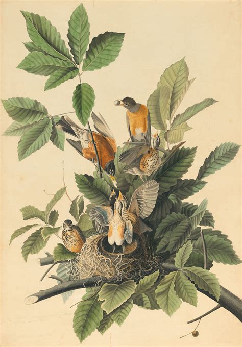 Audubon's Watercolors Pl. 131, American Robin | Audubon's Watercolors ...