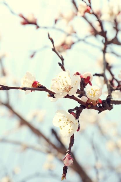 Premium Photo Blossoming Apricot Tree