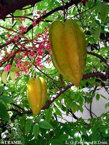 Averrhoa Carambola Tramil