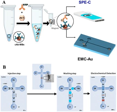 A Formation Of The Sandwich Immunoassay On Magnetic Beads In A Test