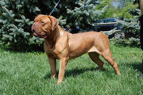 Dogue de Bordeaux Dog Breed Information