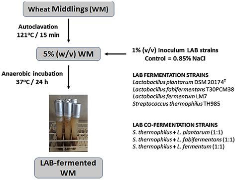 Schematic Representation Of The Fermentation Process Of Wheat Middlings