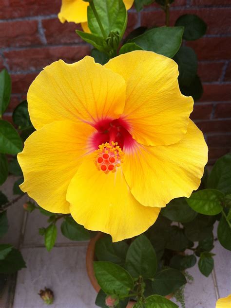 43 Sharon plant ideas | rose of sharon, hibiscus, flower garden