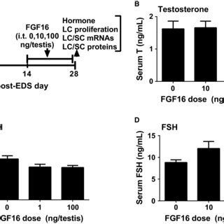 Effects Of Fibroblast Growth Factor 16 FGF16 On Serum Testosterone