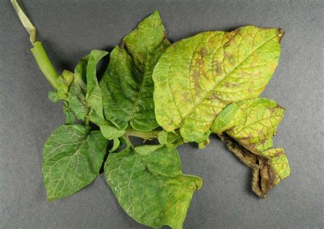 Potato | Diseases and Pests, Description, Uses, Propagation