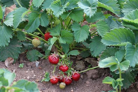 Mischkultur Bei Erdbeeren Welche Pflanzen Vertragen Sich