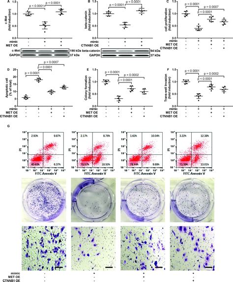 Retracted Article MiR 206 Reduced The Malignancy Of Hepatocellular