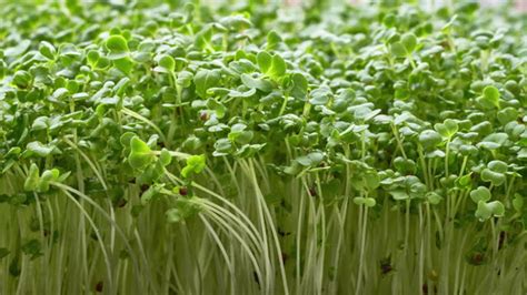 28 Microgreen Window Stock Videos, Footage, & 4K Video Clips - Getty Images