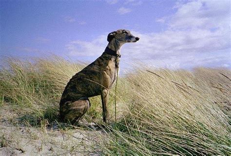 Galgo Español, desde la península Ibérica a toda velocidad - Kennel ...