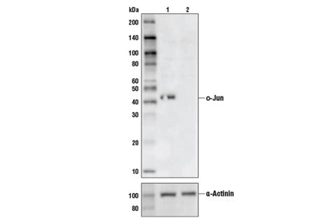 C Jun 60A8 Rabbit MAb Cell Signaling Technology