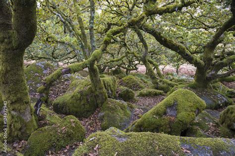 Spooky Forest Background With Stunted Moss Covered Trees And Rocks