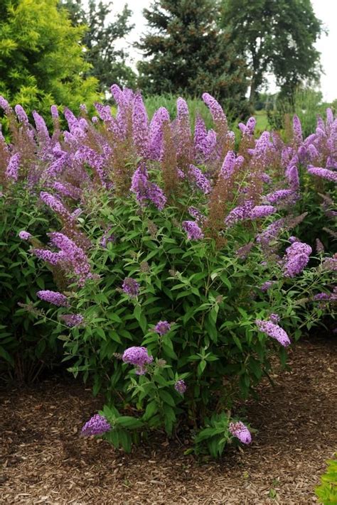 12 Butterfly Bush Varieties | Butterfly bush, Butterfly garden, Plants that attract butterflies