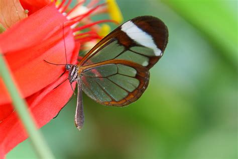 Save Our Beautiful Mother Nature: Glass Winged Butterfly