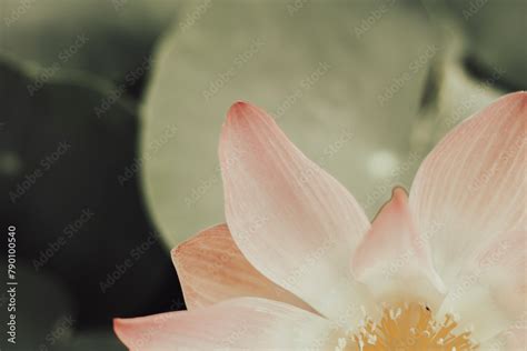 Nelumbo Nucifera Called The Sacred Blue Lotus Of The Nile The Flowers