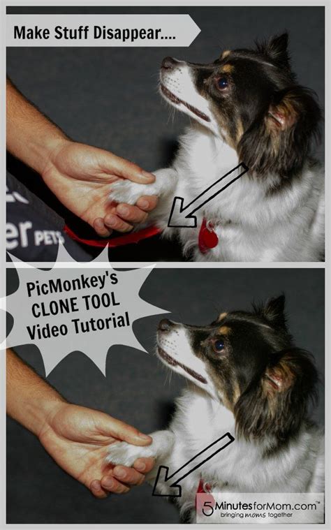 Picmonkey Tutorial Master The Clone Tool And Make Stuff Disappear