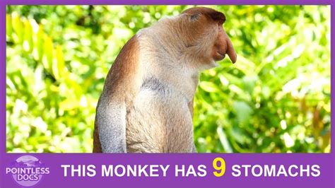 This Monkey Has Nine Stomachs Youtube