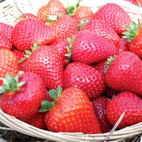 X Strawberry Bare Root Plants Buddy Carbeth Plants