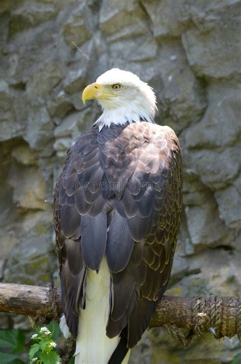 Terrific Look at an American Bald Eagle with Long Feathers Stock Photo