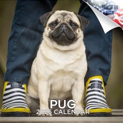 2025 Pug Calendar Liuka Prissie