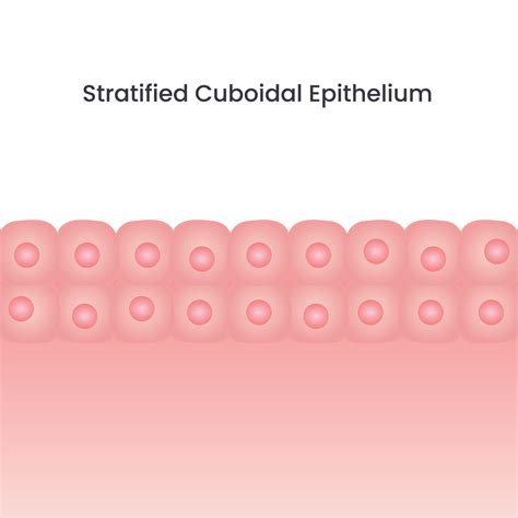 Stratified Cuboidal Epithelium Cell Vector Background Illustration