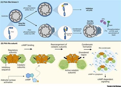 Kinase Regulation By Liquidliquid Phase Separation Trends In Cell Biology