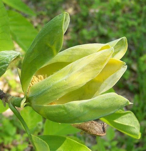 Cucumber-Tree - Magnolia Family - Alternate Leaved - Tree in Hamilton ...