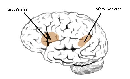 Brocas and Wernickes Areas | Function & Location - Video & Lesson ...