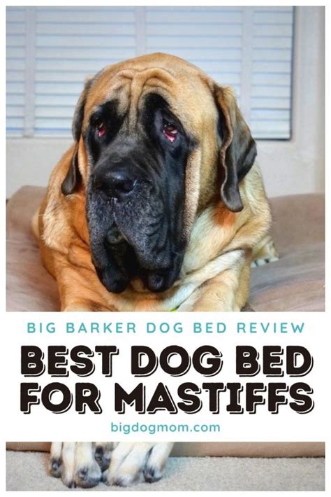 Big Barker Dog Bed Review: Overpriced Or An Investment?