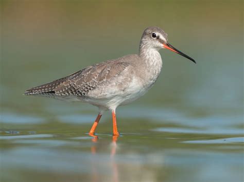 Spotted Redshank Bird Facts (Tringa erythropus) | Birdfact