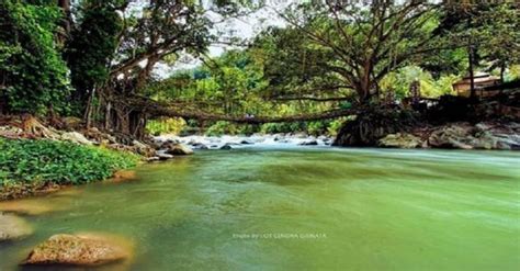 Jembatan Tertua Di Tanah Minang Terbuat Dari Akar Berusia 100 Tahun