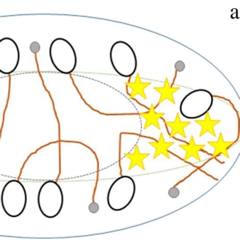 Schematic Diagram Representing The Probable Position Of Curcumin Within