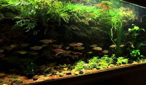 L Aquarium Biotope Amazonien D Amazon