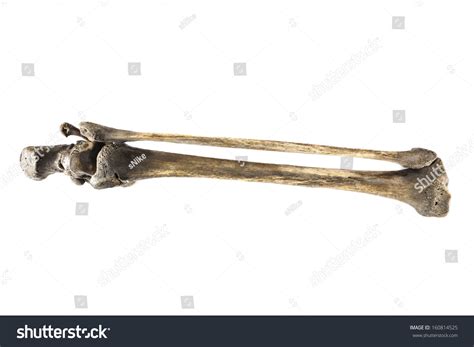 Bone Isolated Over 155 428 Royalty Free Licensable Stock Photos