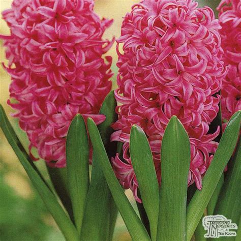 Buy Hyacinth Pink Pearl Bulbs In The Uk