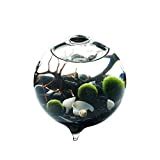 Modern Globe Manzanita Forest Moss Terrarium