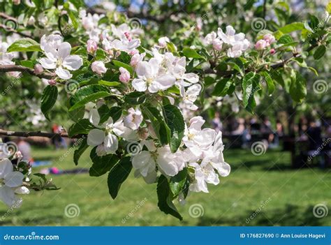 Blossoming Apple Tree Branch In Springtime Stock Photo Image Of