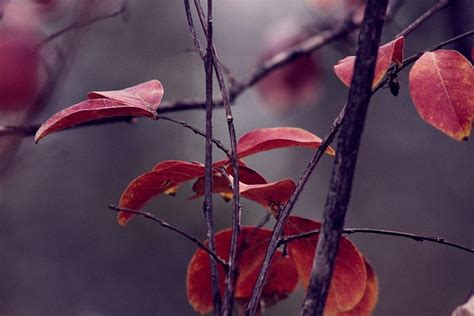 Automne Tombe Feuilles D Oranger Photo Gratuite Sur Pixabay Pixabay