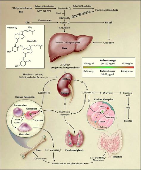 Doctors Gates Synthesis And Metabolism Of Vitamin D In The Regulation Of Calcium Phosphorus