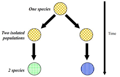 Evolutionary Genetics 3 Flashcards Quizlet